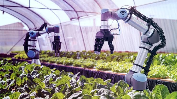 Robot Panen Sayur, Cuma Butuh Satu Operator